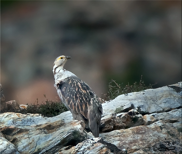 Himalayan Snowcock